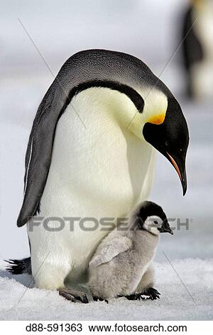 Stock Image - Emperor Penguins (Aptenodytes forsteri). Snow Hill Island. Antarctica. Fotosearch