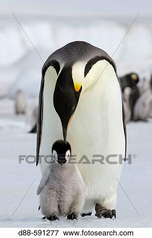 Emperor Penguins (Aptenodytes forsteri). Snow Hill Island. Antarctica View Large Photo Image Stock Photo - Emperor Penguins (Aptenodytes forsteri). Snow Hill Island. Antarctica. Fotosearch