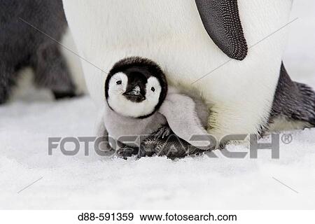 Emperor Penguins (Aptenodytes forsteri). Snow Hill Island. Antarctica View Large Photo Image Stock Photo - Emperor Penguins (Aptenodytes forsteri). Snow Hill Island. Antarctica. Fotosearch