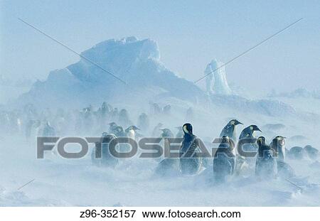 Stock Photo - Emperor Penguins (Aptenodytes forsteri). Dawson-Lambton glacier, Antarctica. Fotosearch