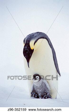Stock Photo - Emperor Penguins (Aptenodytes forsteri). Dawson-Lambton glacier, Antarctica. Fotosearch