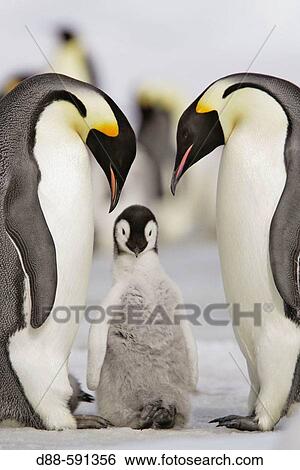 Emperor Penguins (Aptenodytes forsteri). Snow Hill Island. Antarctica View Large Photo Image Stock Photograph - Emperor Penguins (Aptenodytes forsteri). Snow Hill Island. Antarctica. Fotosearch