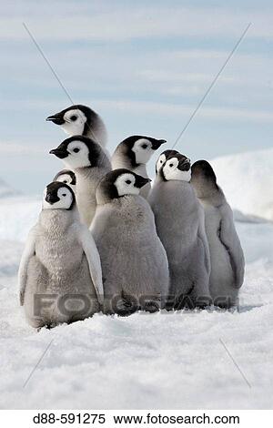 Emperor Penguins (Aptenodytes forsteri). Snow Hill Island. Antarctica View Large Photo Image Stock Photography - Emperor Penguins (Aptenodytes forsteri). Snow Hill Island. Antarctica. Fotosearch