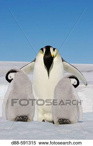 Emperor Penguins (Aptenodytes forsteri). Snow Hill Island. Antarctica View Large Photo Image Stock Photography - Emperor Penguins (Aptenodytes forsteri). Snow Hill Island. Antarctica. Fotosearch
