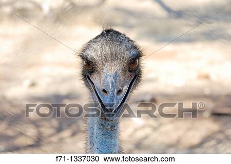 Stock Image - Emu Dromaius novaehollandiae Largest bird native to Australia Yorke Penninsula, South Australia Australia. Fotosearch