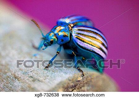 Enchanted beetle View Large Photo Image Stock Photo - Enchanted beetle. Fotosearch