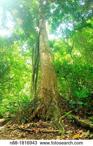 Stock Image - Enchanted forest, Venezuela. Fotosearch