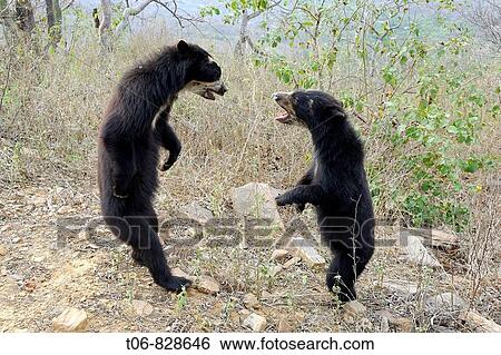 Encounter and fighting between two spectacled bears (Tremarctos ornatus) Chaparri Ecological Reserve, Peru, South America View Large Photo Image Stock Photograph - Encounter and fighting between two spectacled bears (Tremarctos ornatus) Chaparri Ecological Reserve, Peru, South America. Fotosearch