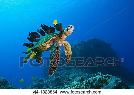 Endangered species, Green Sea Turtle, Chelonia mydas, being cleaned by Yellow Tang, Zebrasoma flavescens, Gold-Ring Surgeonfish, Ctenochaetus strigosus, and endemic Saddle Wrasse, Thalassoma duperrey, Kona Coast, Big Island, Hawaii, USA, Pacific Ocean View Large Photo Image Picture - Endangered species, Green Sea Turtle, Chelonia mydas, being cleaned by Yellow Tang, Zebrasoma flavescens, Gold-Ring Surgeonfish, Ctenochaetus strigosus, and endemic Saddle Wrasse, Thalassoma duperrey, Kona Coast, Big Island, Hawaii, USA, Pacific Ocean. Fotosearch