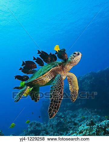 endangered species, green sea turtle, Chelonia mydas, being cleaned by yellow tang, Zebrasoma flavescens, gold-ring surgeonfish, Ctenochaetus strigosus, and endemic saddle wrasse, Thalassoma duperrey, Kona Coast, Big Island, Hawaii, USA, Pacific Ocean View Large Photo Image Stock Photo - endangered species, green sea turtle, Chelonia mydas, being cleaned by yellow tang, Zebrasoma flavescens, gold-ring surgeonfish, Ctenochaetus strigosus, and endemic saddle wrasse, Thalassoma duperrey, Kona Coast, Big Island, Hawaii, USA, Pacific Ocean. Fotosearch