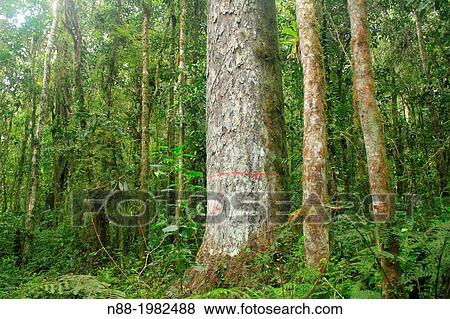 Endemic tree Retrophyllum rospigliosii San Eusebio Cloud Forest Mrida Venezuela. View Large Photo Image Stock Photo - Endemic tree Retrophyllum rospigliosii San Eusebio Cloud Forest Mrida Venezuela.. Fotosearch