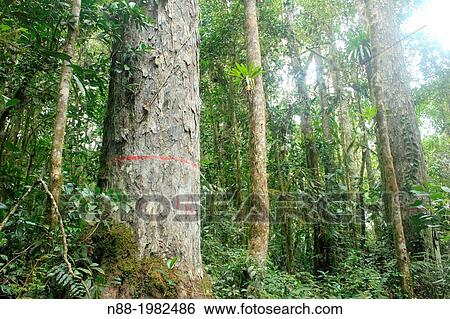 Stock Photograph - Endemic tree Retrophyllum rospigliosii San Eusebio Cloud Forest Mrida Venezuela.. Fotosearch