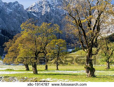 Eng Valley with the famous sycamore maple trees, Karwendel mountain range, during late autumn - fall View Large Photo Image Stock Photo - Eng Valley with the famous sycamore maple trees, Karwendel mountain range, during late autumn - fall. Fotosearch