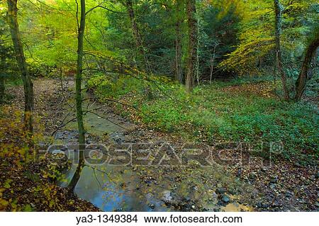 Picture - England, County Durham, Castle Eden Dene Autumn colours in the Castle Eden Dene woodland National Nature Reserve NNR. Fotosearch