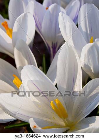 England, London, Hyde Park Crocuses flowering in early spring at Hyde Park in London View Large Photo Image Picture - England, London, Hyde Park Crocuses flowering in early spring at Hyde Park in London. Fotosearch
