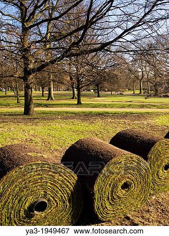England, London, Hyde Park. Rolls of turf in Hyde Park, a popular green space near the city center of London. View Large Photo Image Stock Photo - England, London, Hyde Park. Rolls of turf in Hyde Park, a popular green space near the city center of London.. Fotosearch