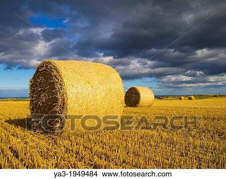 England, North Yorkshire, Scarborough. Hay bales in a field in North Yorkshire. View Large Photo Image Picture - England, North Yorkshire, Scarborough. Hay bales in a field in North Yorkshire.. Fotosearch