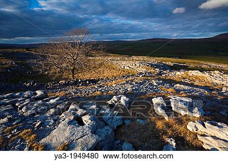 England, North Yorkshire, Yorkshire Dales National Park. Lone tree and limestone pavement in the area known as Moughton Scars near the small village of Horton in Ribblesdale. View Large Photo Image Stock Image - England, North Yorkshire, Yorkshire Dales National Park. Lone tree and limestone pavement in the area known as Moughton Scars near the small village of Horton in Ribblesdale.. Fotosearch
