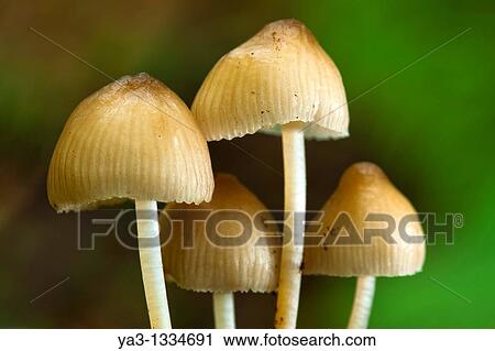 England, Northumberland, Allen Banks & Staward Gorge Autumn shot of un-identified fungi, mushroom, toad stool View Large Photo Image Stock Image - England, Northumberland, Allen Banks & Staward Gorge Autumn shot of un-identified fungi, mushroom, toad stool. Fotosearch
