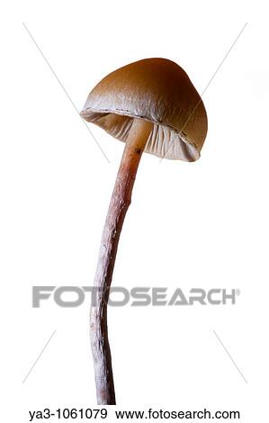 England, Northumberland, Kielder Water & Forest Park Creative view of un-identified fungi / mushroom / toad stool View Large Photo Image Stock Photo - England, Northumberland, Kielder Water & Forest Park Creative view of un-identified fungi / mushroom / toad stool. Fotosearch