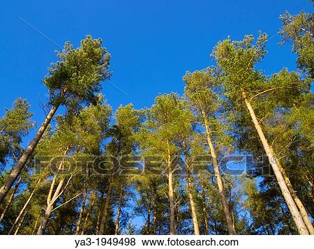 England, Northumberland, Kielder Water & Forest Park. Forestry commission woodland near Kielder Water. View Large Photo Image Stock Photo - England, Northumberland, Kielder Water & Forest Park. Forestry commission woodland near Kielder Water.. Fotosearch