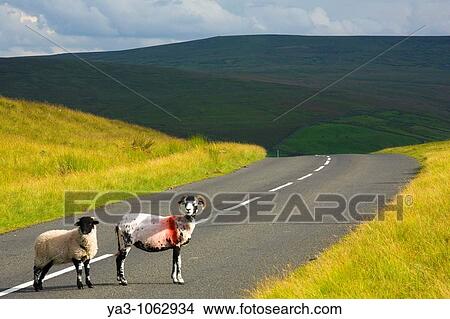 Picture - England, Northumberland, North Pennines Sheep crossing a country road running through dramatic Pennine scenery, in the North Pennines Area of Outstanding Beauty. Fotosearch