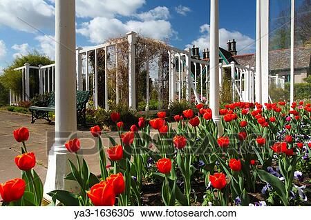 England, Northumberland, Rothbury Flowering Tulips in a green house / summer house in the Cragside Estate National Trust formal garden View Large Photo Image Stock Photography - England, Northumberland, Rothbury Flowering Tulips in a green house / summer house in the Cragside Estate National Trust formal garden. Fotosearch