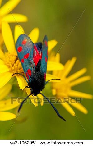 England, Tyne and Wear, Whitley Bay Six-Spot Burnet Moth Zygaena filipendulae on a wild flower growing near the St Mary's Island local nature reserve View Large Photo Image Stock Image - England, Tyne and Wear, Whitley Bay Six-Spot Burnet Moth Zygaena filipendulae on a wild flower growing near the St Mary's Island local nature reserve. Fotosearch
