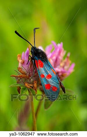 England, Tyne and Wear, Whitley Bay Six-Spot Burnet Moth Zygaena filipendulae on a wild flower growing near the St Mary's Island local nature reserve View Large Photo Image Stock Photo - England, Tyne and Wear, Whitley Bay Six-Spot Burnet Moth Zygaena filipendulae on a wild flower growing near the St Mary's Island local nature reserve. Fotosearch