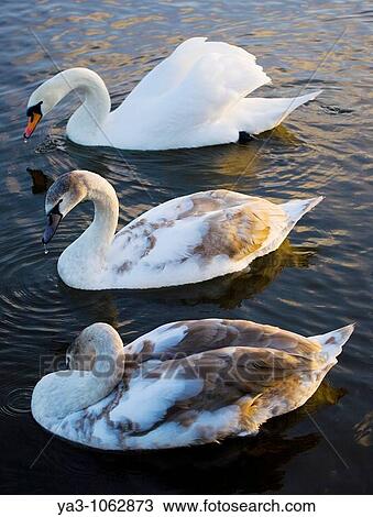Stock Image - England, Tyne & Wear, Watergate Forest Park Royal protected Swans on a small lake in the Watergate Forest Park. Fotosearch