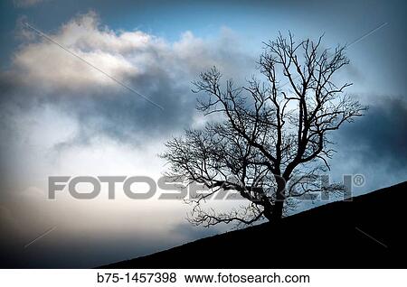 England, Yorkshire Dales, countryside clouds and tree, View Large Photo Image Stock Photo - England, Yorkshire Dales, countryside clouds and tree,. Fotosearch