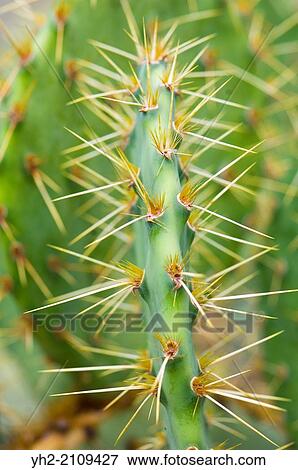 Englelman's Prickley Pear Cactus (Opuntia englemanni). View Large Photo Image Stock Photo - Englelman's Prickley Pear Cactus (Opuntia englemanni).. Fotosearch