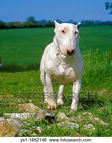 English Bull Terrier, Dog standing on Grass View Large Photo Image Stock Photograph - English Bull Terrier, Dog standing on Grass. Fotosearch