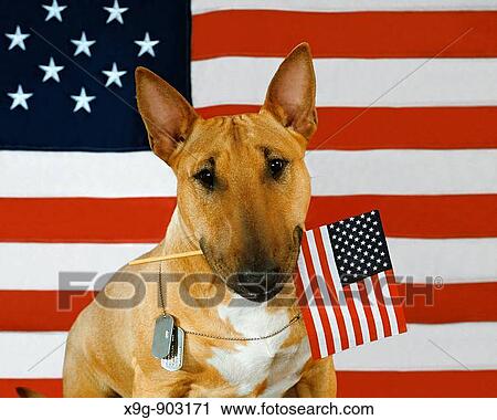English Bull Terrier View Large Photo Image Stock Image - English Bull Terrier. Fotosearch