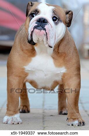 English Bulldog at a dog show. View Large Photo Image Stock Photo - English Bulldog at a dog show.. Fotosearch
