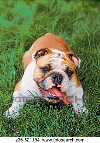 English Bulldog dog View Large Photo Image Picture - English Bulldog dog. Fotosearch