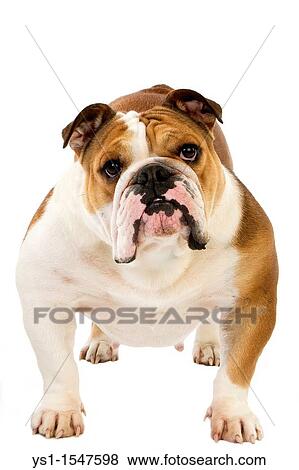 English Bulldog, Female against White Background View Large Photo Image Stock Photo - English Bulldog, Female against White Background. Fotosearch