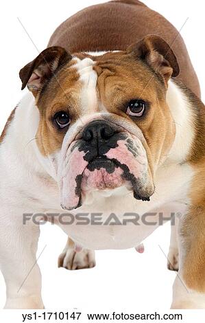 English Bulldog, Female standing against White Background View Large Photo Image Stock Photo - English Bulldog, Female standing against White Background. Fotosearch
