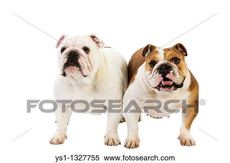 Stock Photography - ENGLISH BULLDOG, FEMALES AGAINST WHITE BACKGROUND. Fotosearch