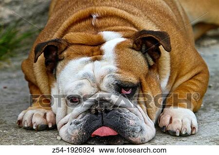 Picture - English bulldog laying down. Fotosearch