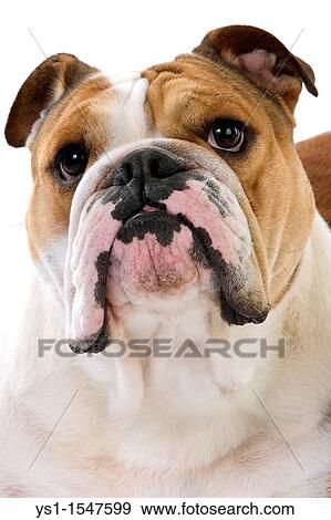 English Bulldog, Portrait of Female against White Background View Large Photo Image Stock Photo - English Bulldog, Portrait of Female against White Background. Fotosearch