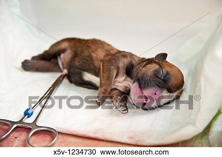 English Bulldog pup after C-Section View Large Photo Image Stock Image - English Bulldog pup after C-Section. Fotosearch
