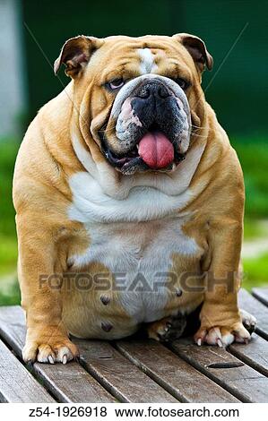 Stock Photo - English bulldog sitting on a table. Fotosearch