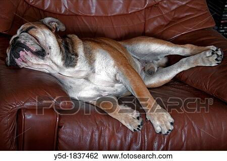English bulldog sleeping on the leather armchair View Large Photo Image Stock Image - English bulldog sleeping on the leather armchair. Fotosearch