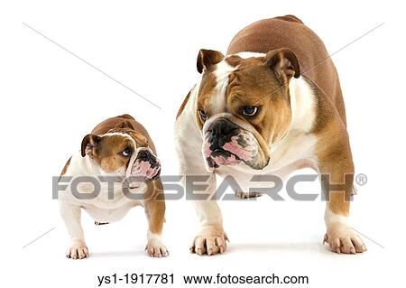 ENGLISH BULLDOG View Large Photo Image Stock Image - ENGLISH BULLDOG. Fotosearch