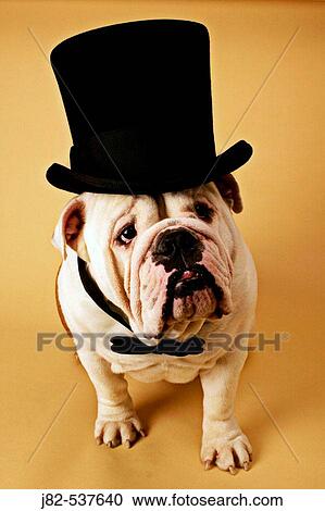 English Bulldog with top hat View Large Photo Image Stock Image - English Bulldog with top hat. Fotosearch