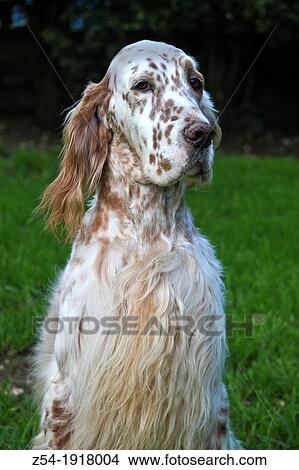 Picture - English Setter dog-Portrait. Fotosearch