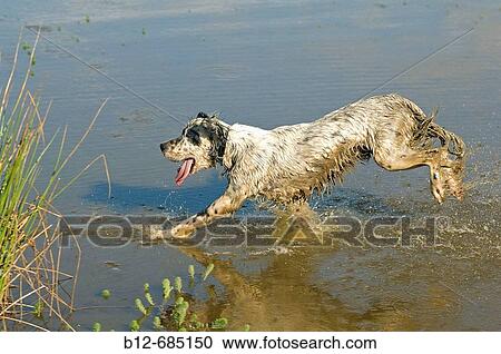 Stock Image - English Setter running. Fotosearch