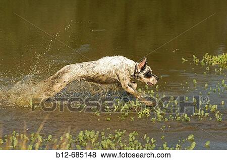 English Setter running View Large Photo Image Stock Photo - English Setter running. Fotosearch