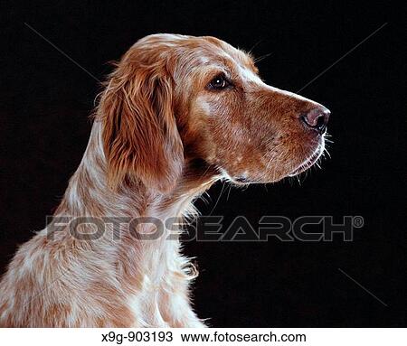 English Setter View Large Photo Image Stock Image - English Setter. Fotosearch